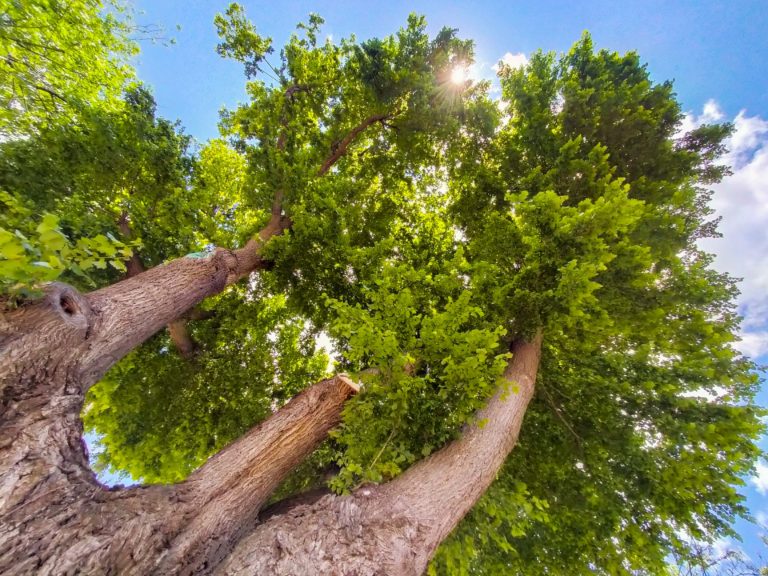 Árboles singulares de Ciudad Real (XI): <i>Ulmus Campestris</i> en la ronda