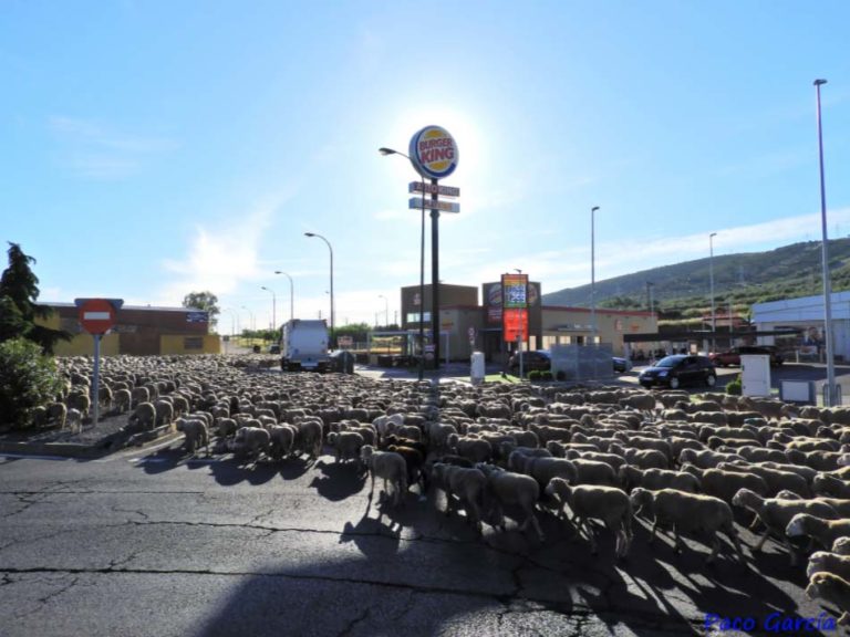 Puertollano recluta brigadas de ovejas bomberas