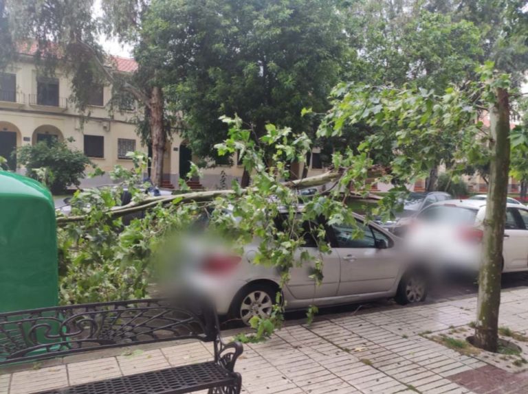 Puertollano: Un vehículo resulta dañado tras la caída de una gran rama en calle Ancha