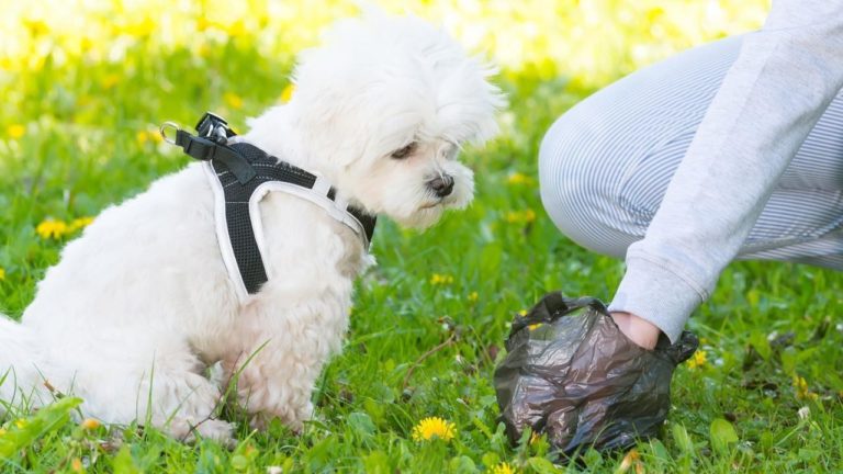 Ciudad Real: Multados seis propietarios de perros por no limpiar los excrementos de los animales