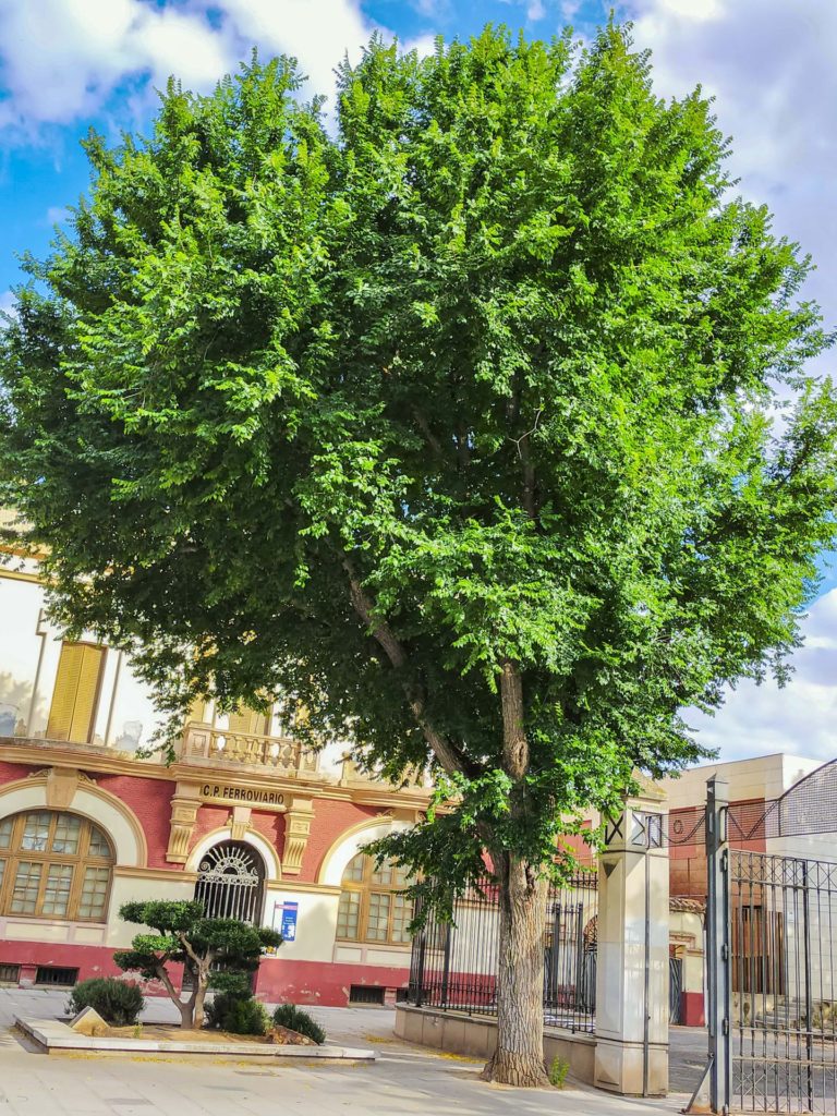 ﻿Árboles singulares de Ciudad Real (XV): <i>Ulmus campestris</i> en la puerta del Parque de Gasset