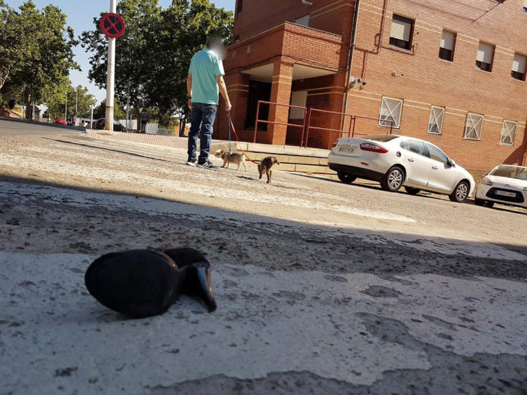 Prisión provisional para 17 detenidos en una gran operación antidroga de la Guardia Civil en Ciudad Real, Toledo, Valencia y Cádiz