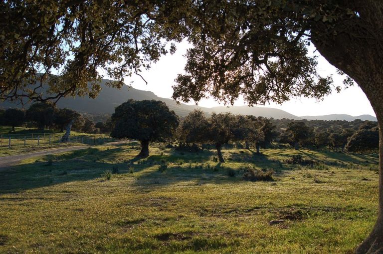 Ecologistas en Acción pide rectificación al Ministerio en la declaración de impacto medioambiental de la fotovoltaica Espartero