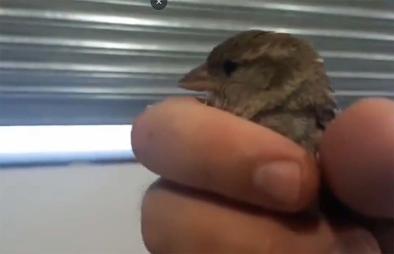 Puertollano: La bonita historia del pajarito salvado gracias a Facebook