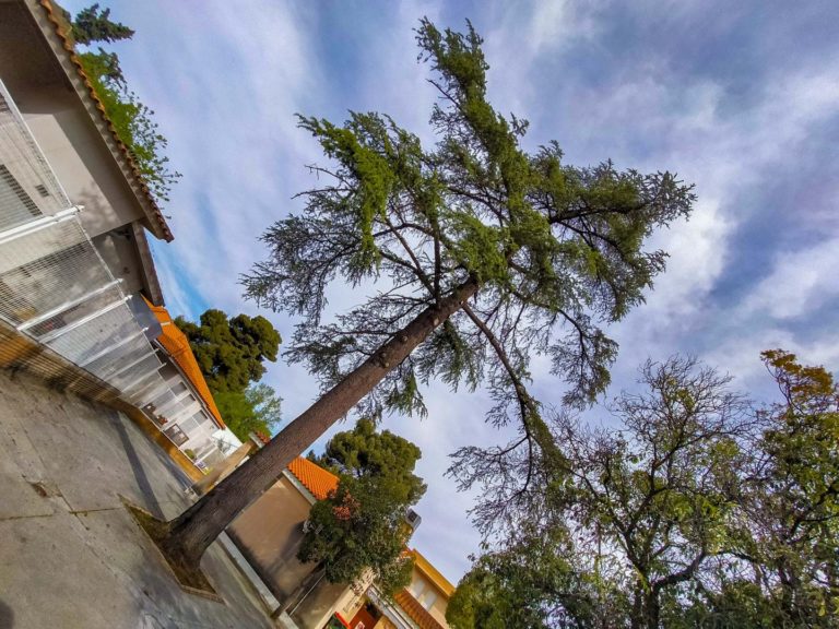 Árboles singulares de Ciudad Real (XXI): <i>Cedrus atlantica</i> de la Residencia Universitaria José Castillejo