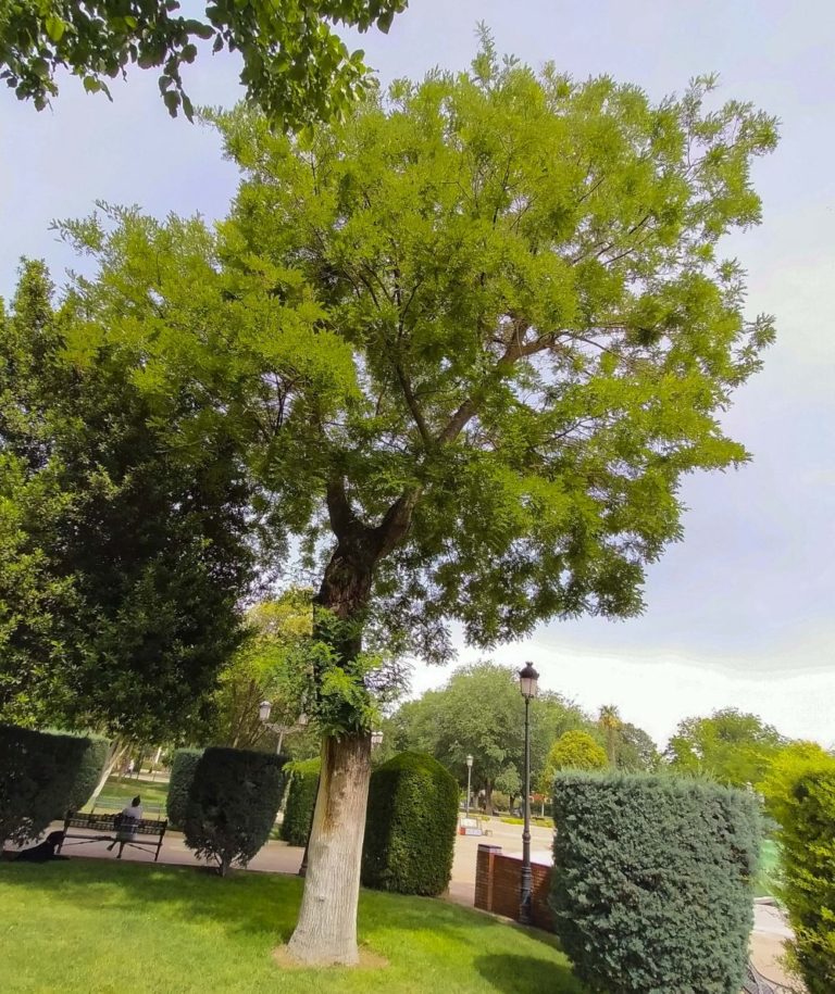 Árboles singulares de Ciudad Real (XXII): <i>Tilia cordata</i> del Parque de Gasset