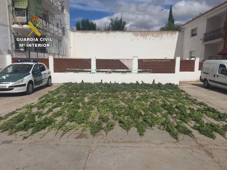 Detenidas cuatro personas e incautadas 350 plantas de marihuana que cultivaban en una finca entre Almodóvar y Brazatortas