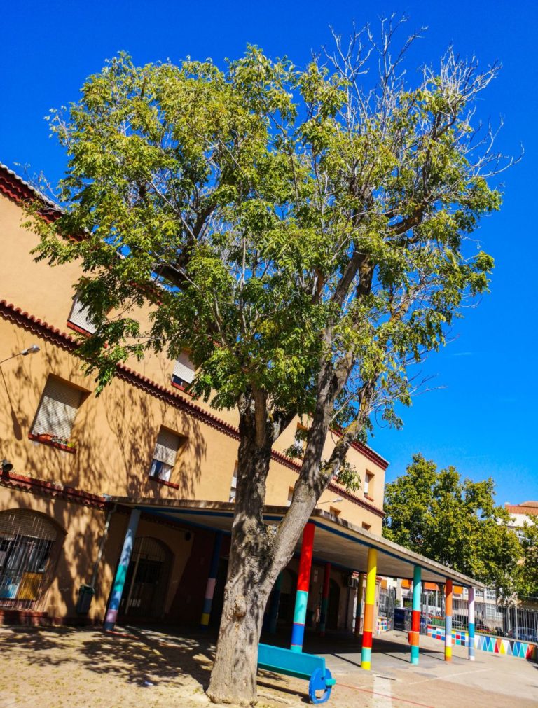 Árboles singulares de Ciudad Real (XXV): <i>Aylanthus altissima</i> del colegio Santo Tomás de Villanueva