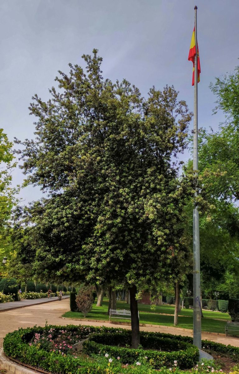 Árboles singulares de Ciudad Real (XXVI): <i>Quercus ilex</i> del Parque de Gasset