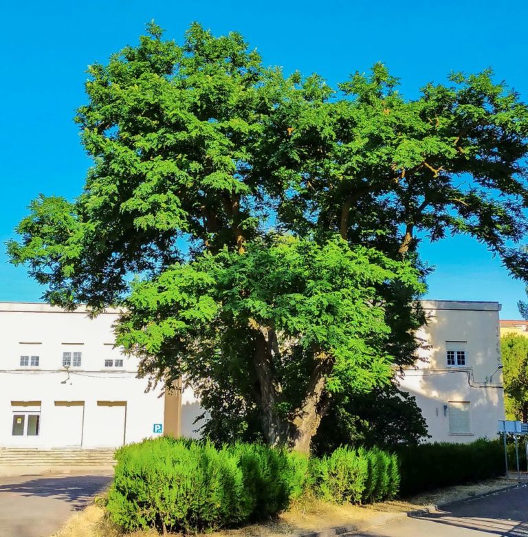 Árboles singulares de Ciudad Real (XXVII): <i>Robinia Pseudoacacia</i> del antiguo Hospital Provincial