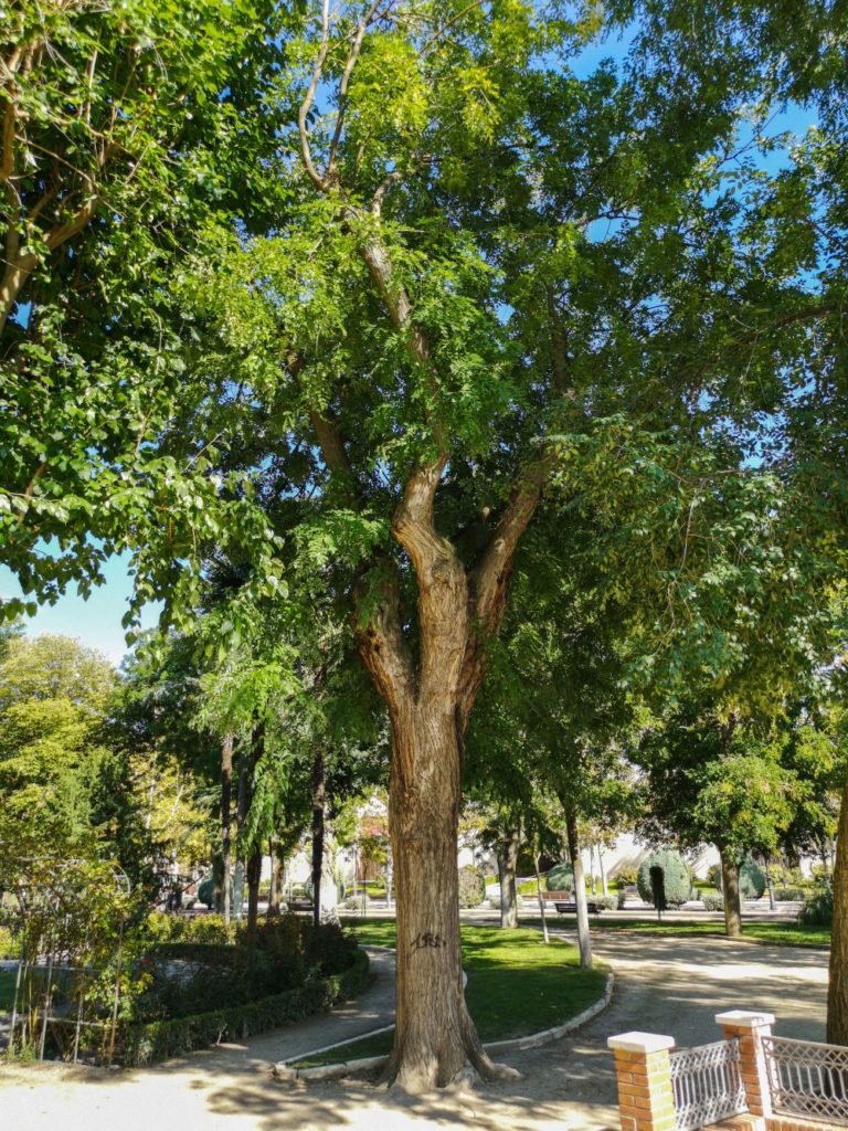 Árboles singulares de Ciudad Real (XXIX): <i>Sophora Japonica</i> del Parque de Gasset