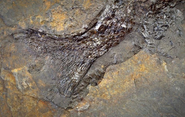 Prosigue la investigación de los peces y anfibios que habitaron el «mar de Puertollano» hace 300 millones de años
