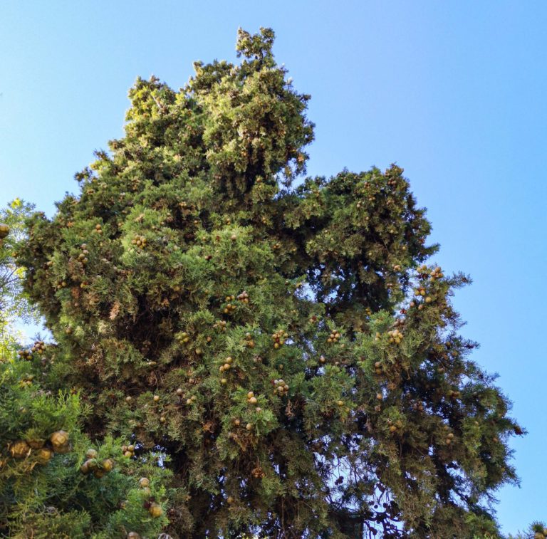 Árboles singulares de Ciudad Real (XXX): <i>Cupressus sempervirens horizontalis</i> del Parque de Gasset