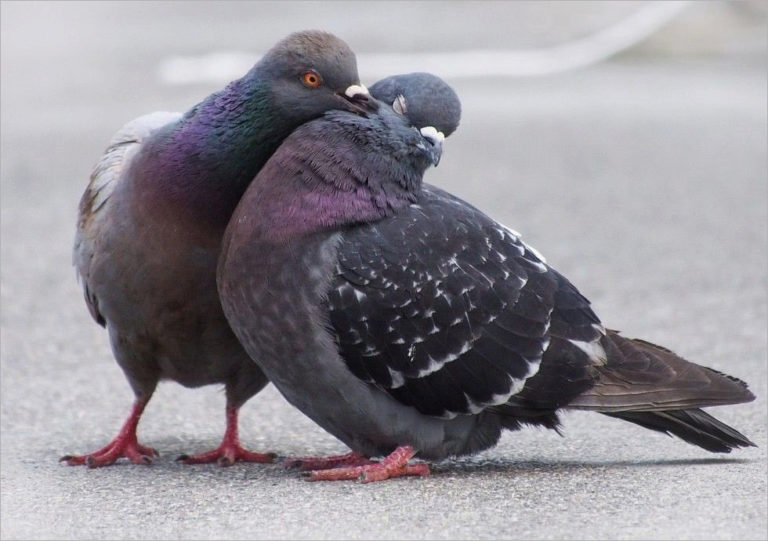 Por una gestión ética de aves urbanas acorde a la ley en Ciudad Real