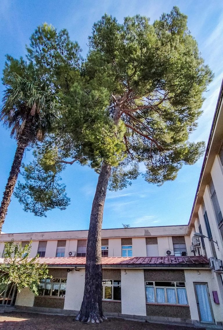 Árboles singulares de Ciudad Real (XXXI): <i>Pinus halapensis</i> del hospital psiquiátrico