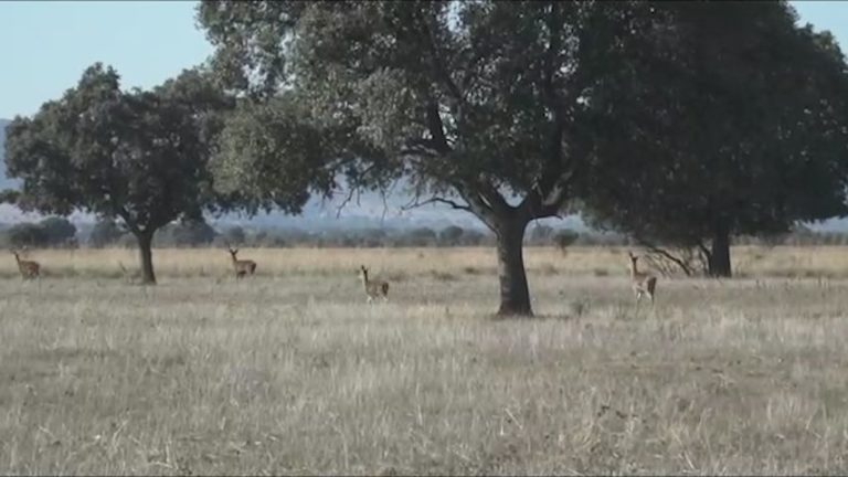 Charla paleobotánica del Parque Nacional de Cabañeros