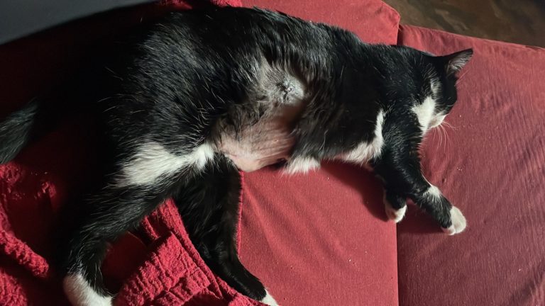 Una vecina de Ciudad Real denuncia que han matado a su gato de un perdigonazo