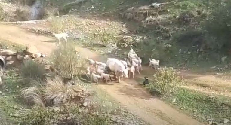 Denuncian el «brutal» ataque de una rehala de perros a una vaca en San Lorenzo de Calatrava