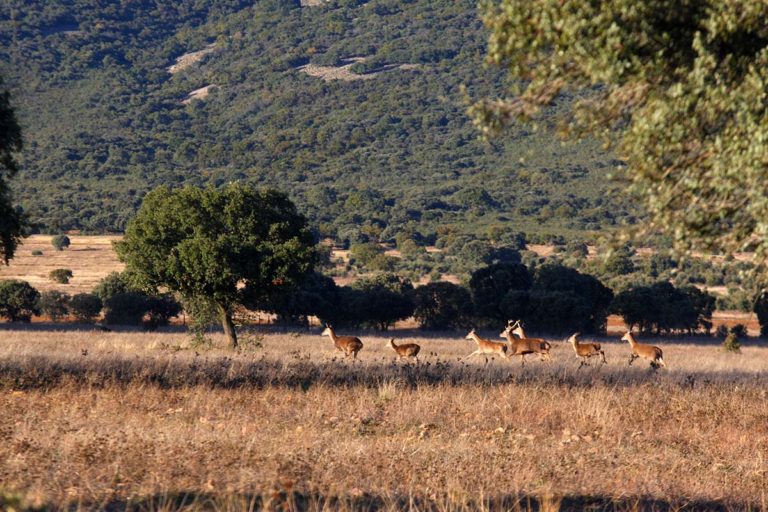 CCOO-Hábitat denuncia que la adjudicataria de seguridad del centro de visitantes del Parque Nacional de Cabañeros en Horcajo de los Montes lleva dos meses sin pagar a sus trabajadores