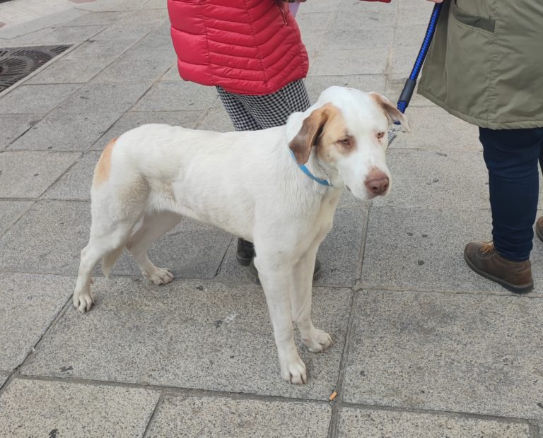 El Ayuntamiento de Puertollano lleva a los juzgados al maltratador en serie de animales