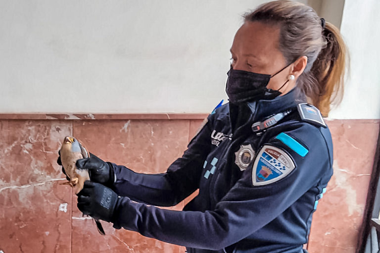 Un cernícalo en apuros se refugia en el vestíbulo del Ayuntamiento de Almodóvar del Campo