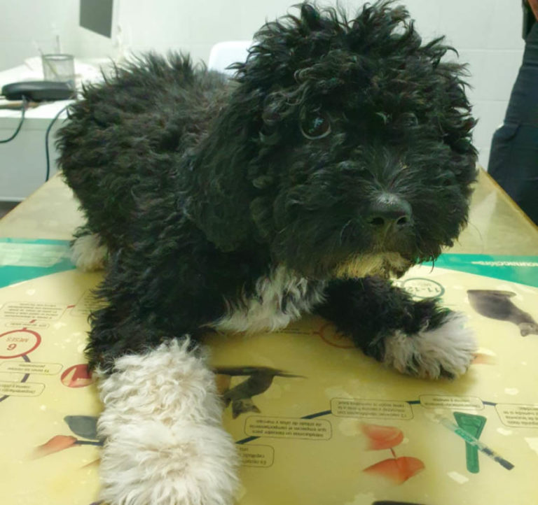 El adorable perrito de aguas rescatado por la Policía Nacional en Puertollano