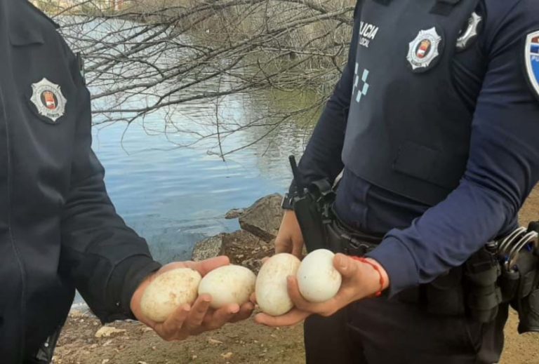 Puertollano: Sorprendidos llevándose huevos de oca en el parque de las Pocitas