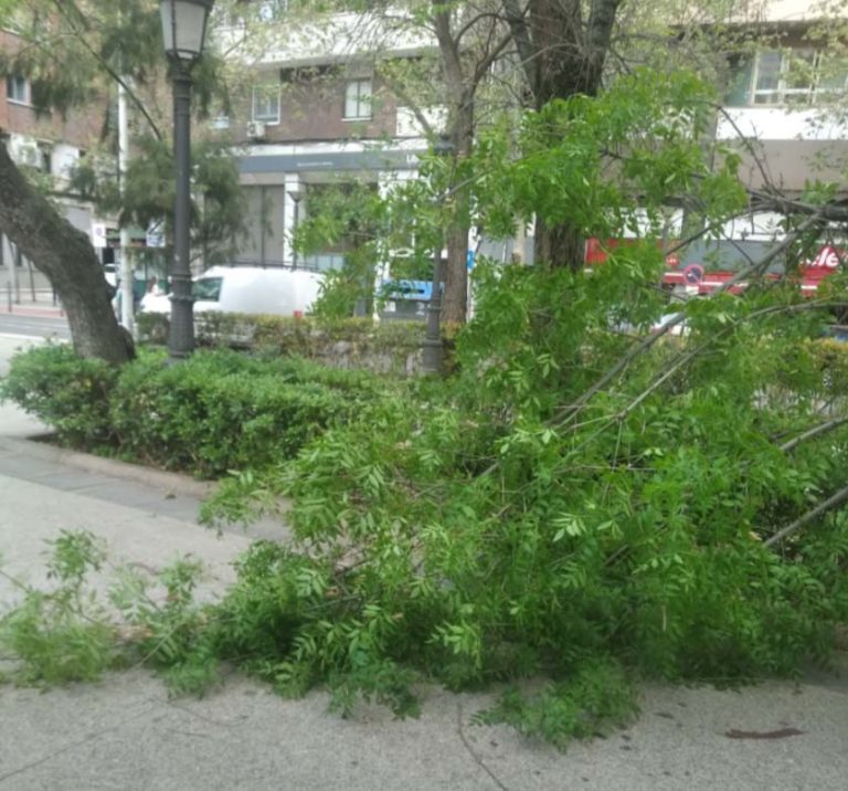 Puertollano: Cae la rama de un árbol en el Paseo de San Gregorio