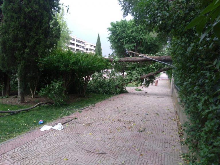 Ciudad Real: Caída de grandes árboles sobre el paseo del Torreón y una vivienda