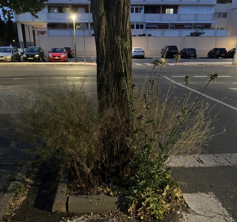 Ciudad Real: Alcorques con maleza en Nuevo Parque