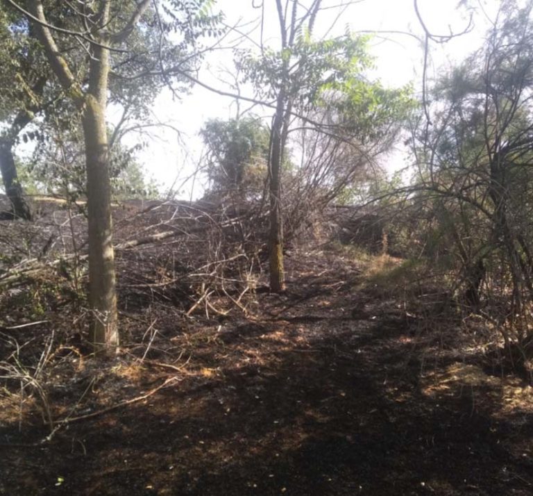 La lacra de los incendios provocados en Puertollano debe encararse con firmeza: devastado otro parque público en pleno casco urbano