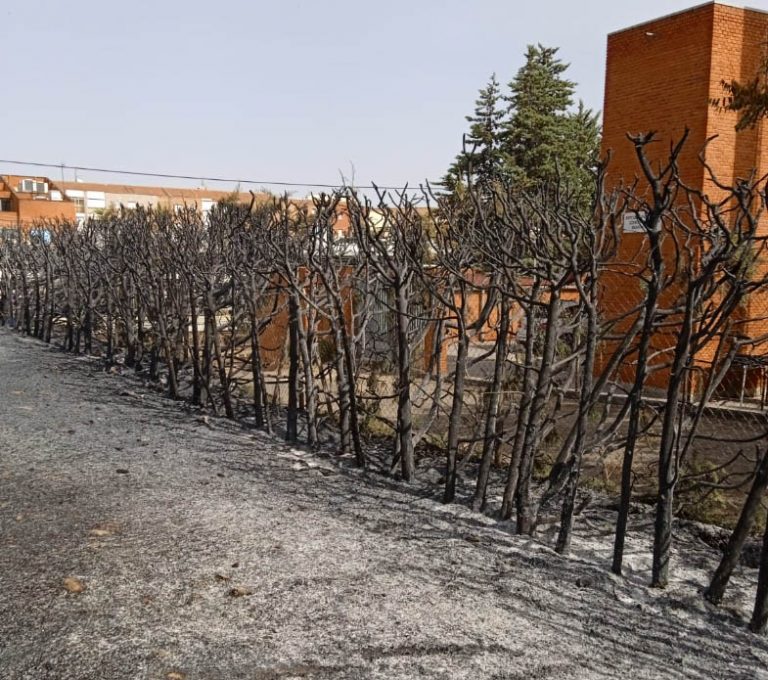 El incendiario se burla de Puertollano ante la impotencia de las instituciones: quema por sexta vez seguida el mismo parque