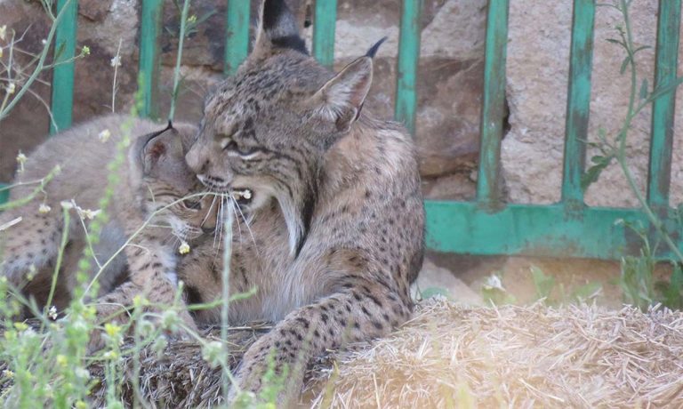Dos hembras de lince, madre e hija, crían en común a sus dos camadas de seis cachorros en un pajar de Ciudad Real