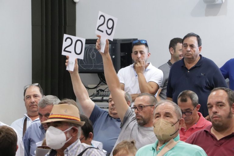 2.780 euros, precio más caro en la de sementales de raza ovina manchega de Fercam