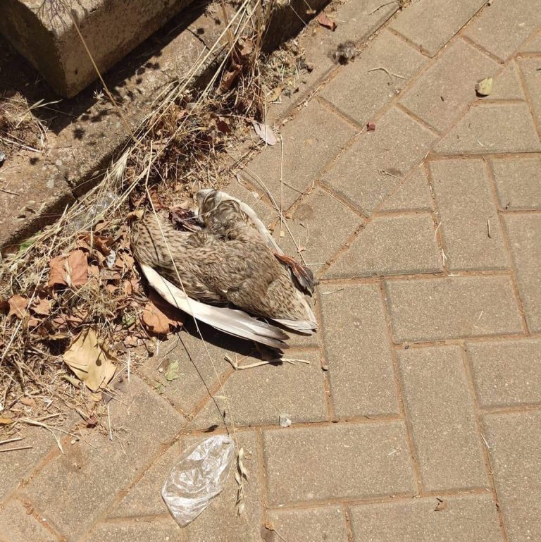 Prosigue la decapitación de patos en Puertollano