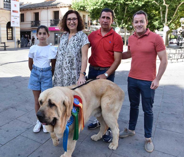 Un soberbio mastín de Miguelturra, entre los perros más bellos del mundo