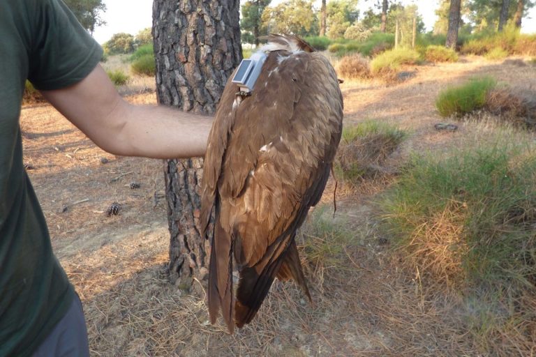 SEO/BirdLife marca 54 nuevas aves de 5 especies distintas con GPS en para conocer sus rutas migratorias, algunas en CLM