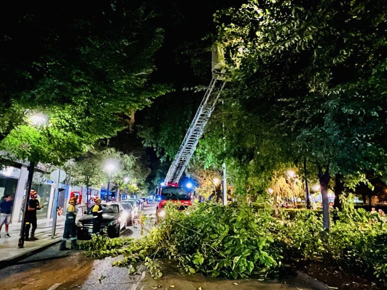 Puertollano: Corte de tráfico en el Paseo de San Gregorio tras la caída de una gran rama