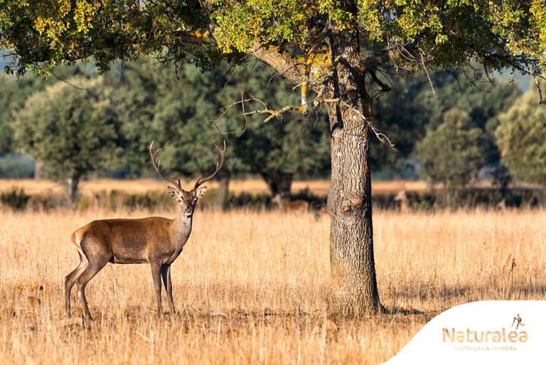 Cabañeros cumple 30 años como Parque Nacional