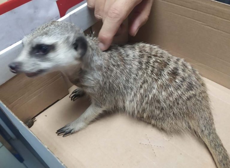 Encuentran este exótico animal en la calle Pozo de Puertollano