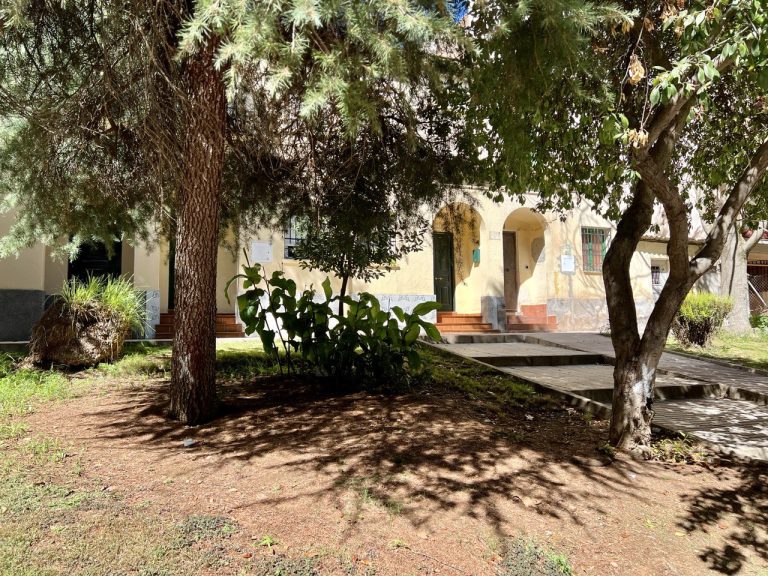 Masacre medioambiental en la calle Ancha de Puertollano