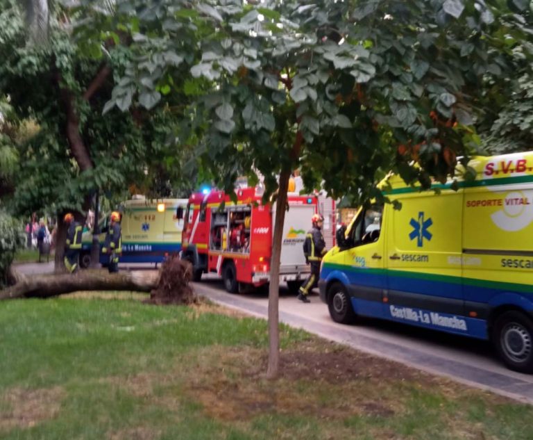 Puertollano: Herida una mujer tras el desplome de un gran árbol en el Paseo de San Gregorio