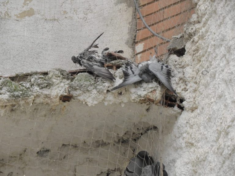 Más cadáveres de palomas en la Plaza de Cervantes