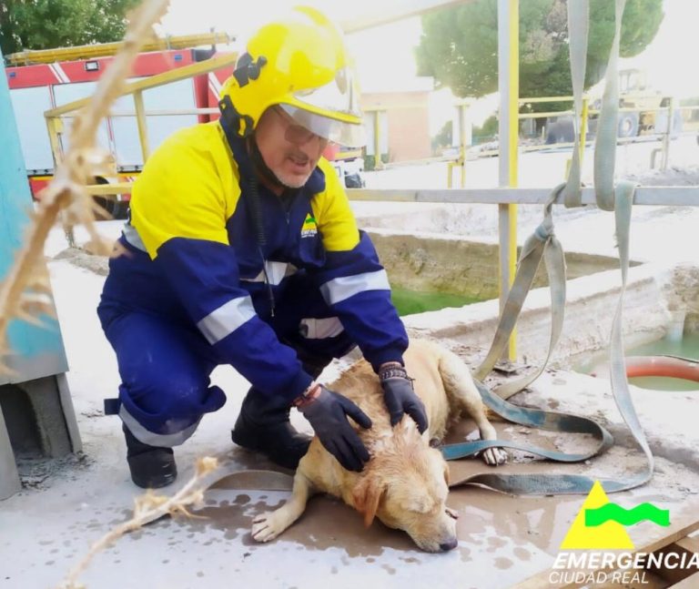 Los bomberos de Daimiel rescatan a un perro atrapado en el lavadero de una planta de hormigón