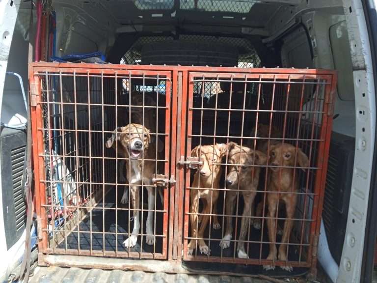 La Policía Nacional rescata a siete perros que se encontraban en deplorables condiciones en dos viviendas de Puertollano