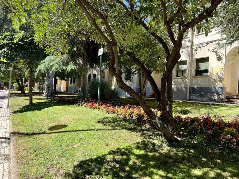 Preocupación vecinal por los árboles de la calle Ancha de Puertollano: temen una tala inminente