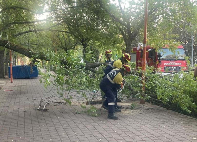 Puertollano: Caída de una gran rama en Avenida de Andalucía