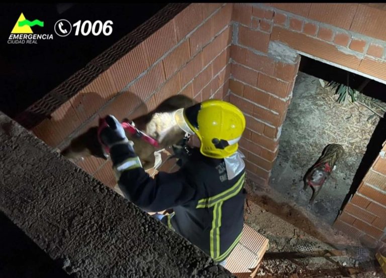 Ciudad Real: Rescate canino en una casa en construcción
