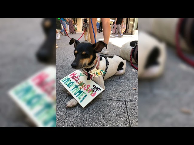 ASA Animalista vuelve a la calle para recabar ayuda para las mascotas abandonadas