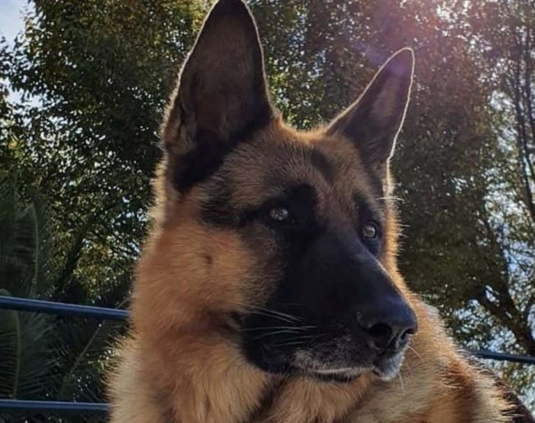 Piden ayuda para buscar a Thor, un pastor alemán perdido entre Puertollano y Argamasilla de Calatrava